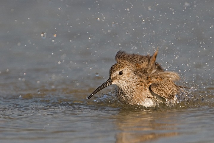 Wiesenstrandlufer Calidris minutilla Least sandpiper